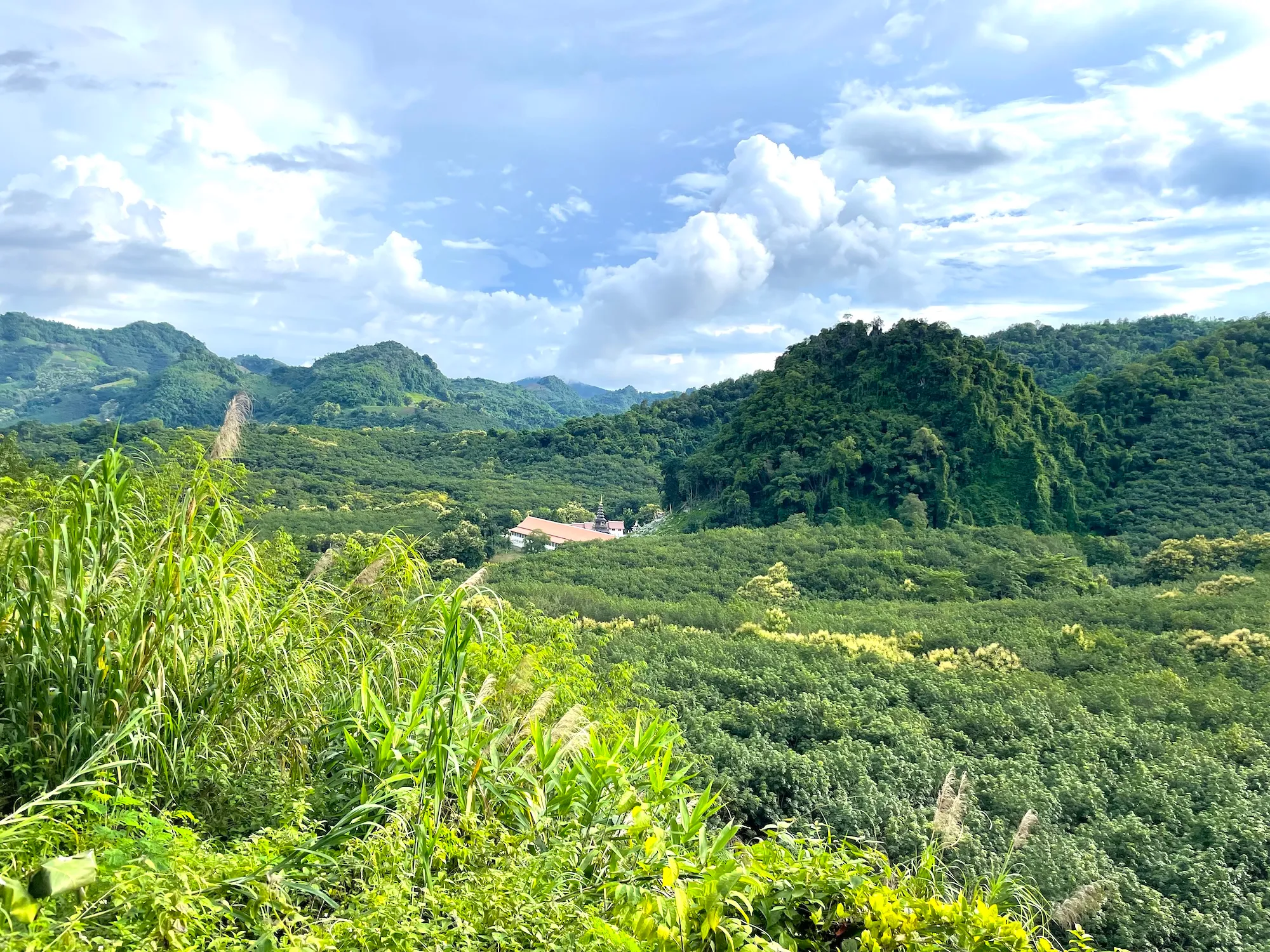 jungle
